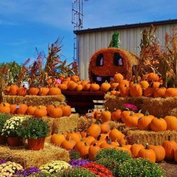  Fall Fest pic